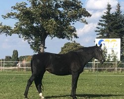 broodmare Grundina (Mecklenburg, 2003, from Grabenstern I)