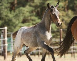 dressage horse Guardian of the Galaxie (German Riding Pony, 2022, from Gamble Sd)