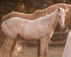 dressage horse C‘est le Soleil (German Riding Pony, 2022, from Can Dance 3)