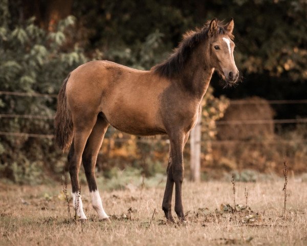 dressage horse Clara Nobelle (German Riding Pony, 2022, from FS Next Diamond)