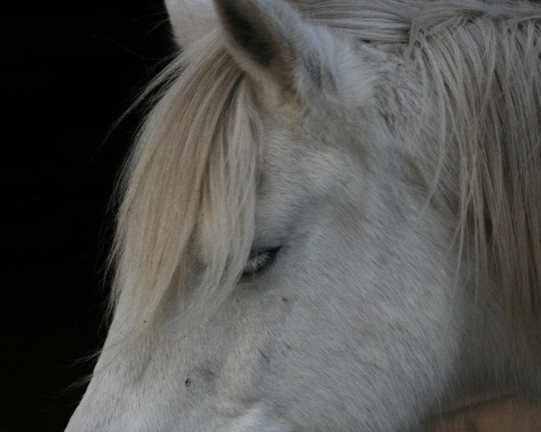 horse Eulalie des Launes (Camargue horse, 1992, from Redounet du Gres)