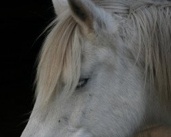 horse Eulalie des Launes (Camargue horse, 1992, from Redounet du Gres)