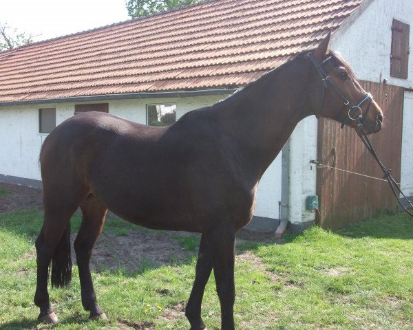 dressage horse Fernando (Westphalian,  , from Fürst Piccolo)