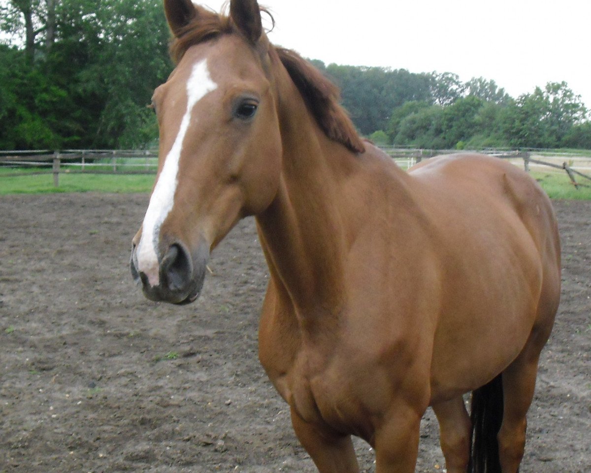 broodmare Fleur Rubin (Westphalian, 2002, from Ferragamo)