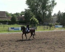 dressage horse Le Delon 2 (Hanoverian, 1994, from Lavauzelle AA)