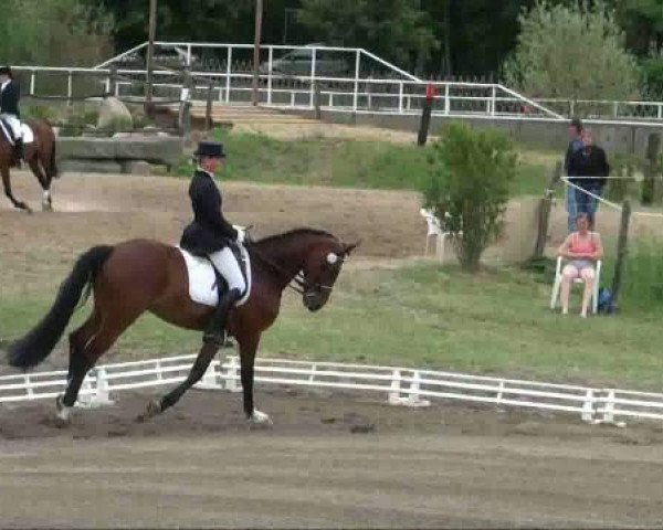 dressage horse Le Boom (German Sport Horse, 2005, from Limoncello I)
