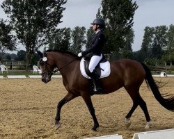 Dressurpferd Pour La Vie 2 (Deutsches Reitpony, 2011, von FS Pentagon)