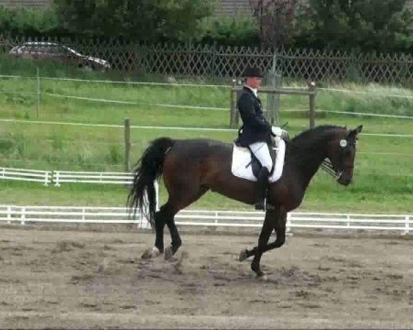 dressage horse Winslet 5 (Oldenburg, 2005, from Rohdiamant)