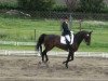 dressage horse Winslet 5 (Oldenburg, 2005, from Rohdiamant)