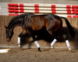 dressage horse Segafredo (Oldenburg, 2004, from Stedinger)