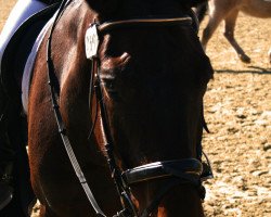 dressage horse Elli (Westfale, 1993, from Phantom)