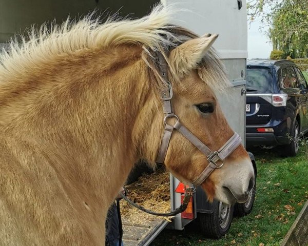 horse Rosie (Fjord Horse, 2010, from Bren)