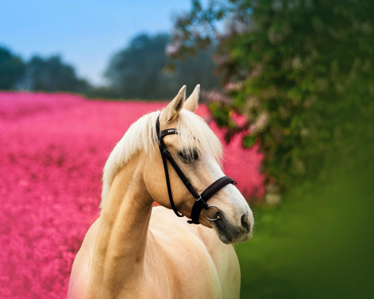 dressage horse Goldbube K (German Riding Pony, 2010, from Garfield)