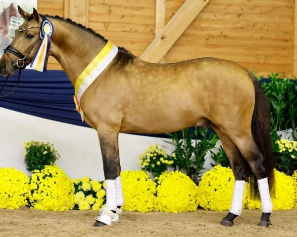 dressage horse Venustas Cool Forever (German Riding Pony, 2020, from Venustas Cool Edition)