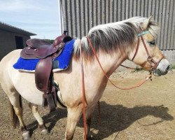 horse Karina (Fjord Horse, 2014, from Kvirlo)