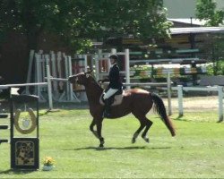 Springpferd Askonia (Deutsches Sportpferd, 2004, von Askanier)