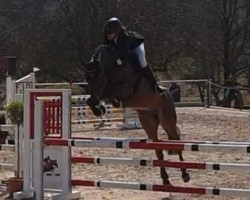 jumper Casscasino (German Sport Horse, 2012, from Casskeni II)