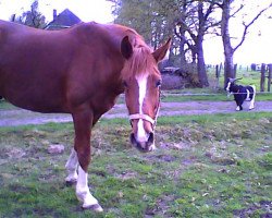 horse Luca (Hanoverian, 2002, from Le Primeur)