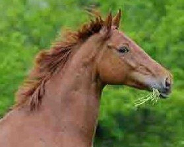 horse Welfino (Hanoverian, 1999, from Wenzel I)