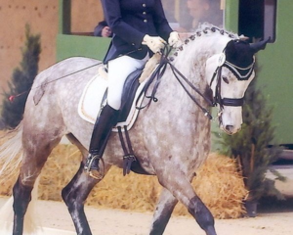dressage horse Helga (Bavarian, 2001, from Hohenstein I)