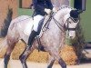 dressage horse Helga (Bavarian, 2001, from Hohenstein I)