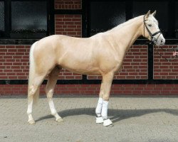 dressage horse Zuversicht K (Westphalian, 2018, from Zoom 8)