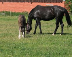 broodmare Wobke (Hanoverian, 2001, from Wolkentanz I)