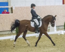 Springpferd Chevallier (Deutsches Reitpony, 1999, von Fs Chiwago)