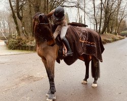 Springpferd Duchesse de la Bryere 15 (Oldenburger Springpferd, 2013, von Carry)