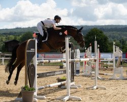 jumper Shiny Shutterfly (Hanoverian, 2009, from Sir Shutterfly)