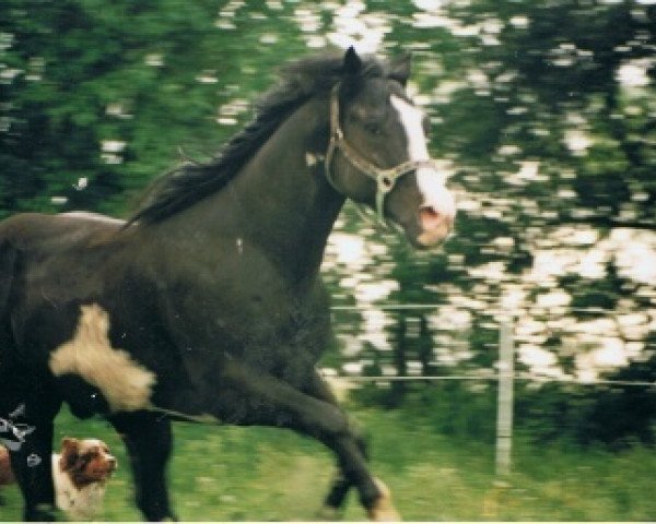 stallion Spunky Black Jack (Paint Horse, 1991, from My Black Jack)