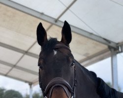 jumper Hurricane M. (KWPN (Royal Dutch Sporthorse), 2012, from VDL Cardento 933)