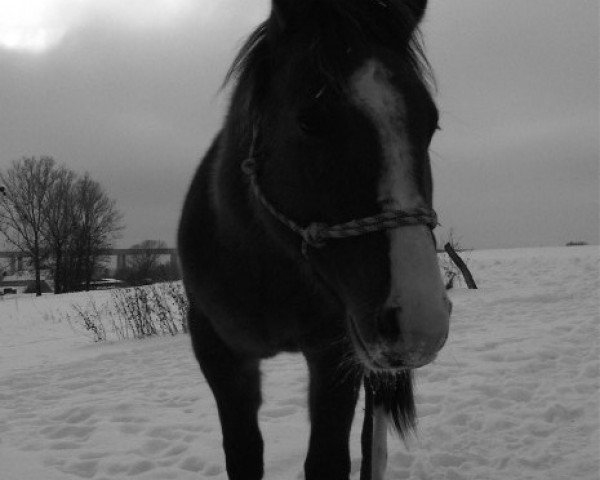 Pferd Bailey Lightning Jack (Paint Horse, 2009, von Spunky Black Jack)