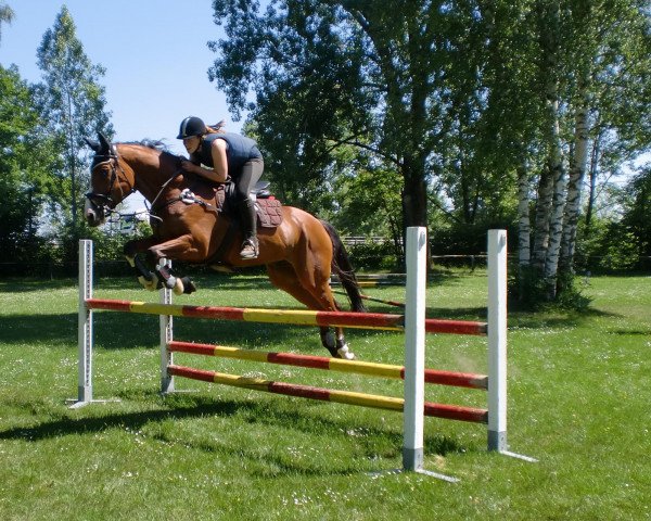 horse Libretto (Oldenburg show jumper, 2003, from Laureatus)