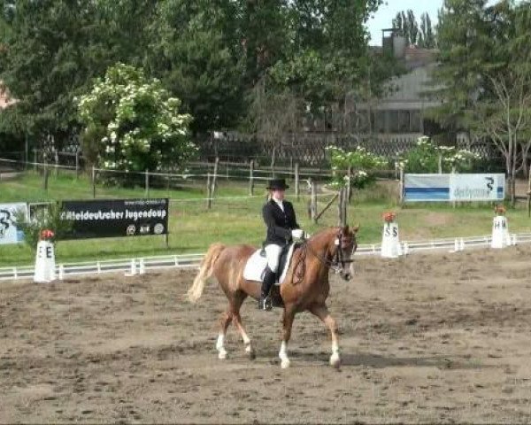 dressage horse Sweet Dancer (German Riding Pony, 1997, from Zandheuvel's Sunny Boy)