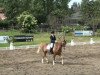 dressage horse Sweet Dancer (German Riding Pony, 1997, from Zandheuvel's Sunny Boy)