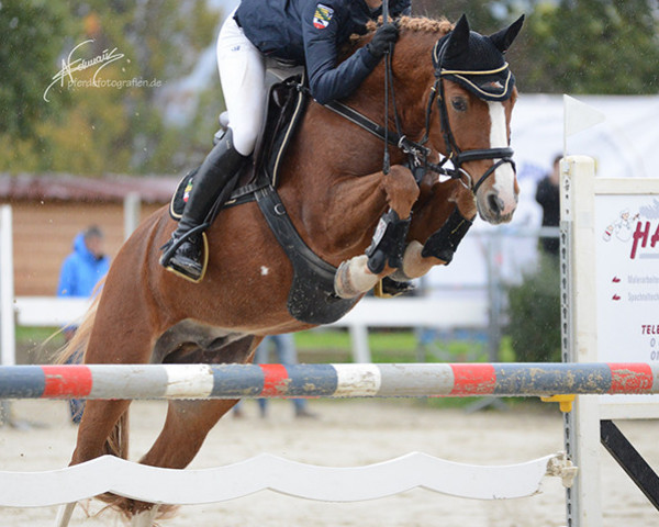 jumper Mic's Great Dynamic's (German Riding Pony, 2010, from Grammemühle's Golden Avalon)