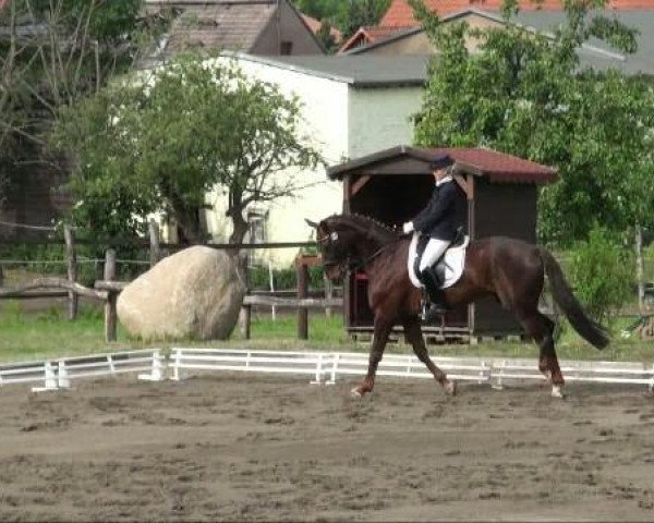 dressage horse Beck's Gold (Hanoverian, 2004, from Brentano II)