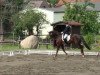 dressage horse Beck's Gold (Hanoverian, 2004, from Brentano II)