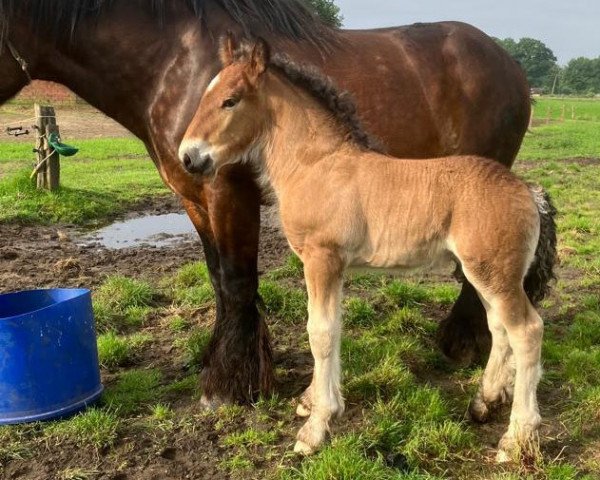 horse Modest van de Kapelhoeve (Brabant/Belgian draft horse, 2022, from Jim van 't Roetaart)