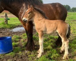 horse Modest van de Kapelhoeve (Brabant/Belgian draft horse, 2022, from Jim van 't Roetaart)