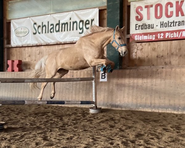 dressage horse All In Blond (Westphalian, 2012, from Rff The Alchemist xx)
