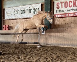 dressage horse All In Blond (Westphalian, 2012, from Rff The Alchemist xx)