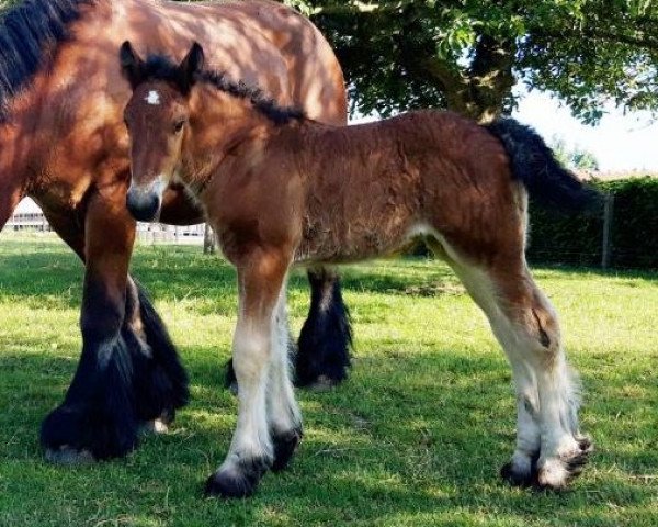 horse Jana van 't Molenhof van Vlaams-Brabant (Brabant/Belgian draft horse,  , from Jim van 't Roetaart)