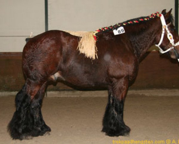 stallion Kastaar van de Langenakker (Brabant/Belgian draft horse, 2000, from Arual van Hoeve de Eik)
