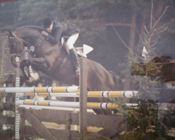 stallion Goldbach (Westphalian, 1979, from Goldlack I)