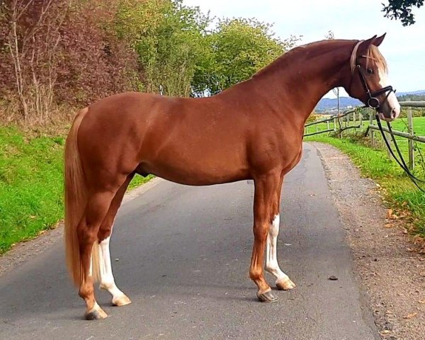 dressage horse Overdose Deluxe (German Riding Pony, 2019, from High Flow's Oxford)