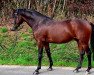 stallion Good Luck 142 (German Riding Pony, 2018, from Grand Royale)