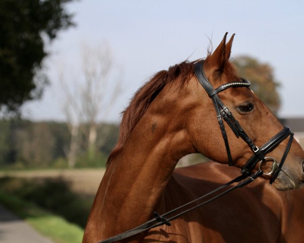 broodmare Grace Kelly (Württemberger, 2000, from Gardez)