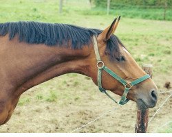 broodmare Calluna (Oldenburg, 1993, from Corlando)